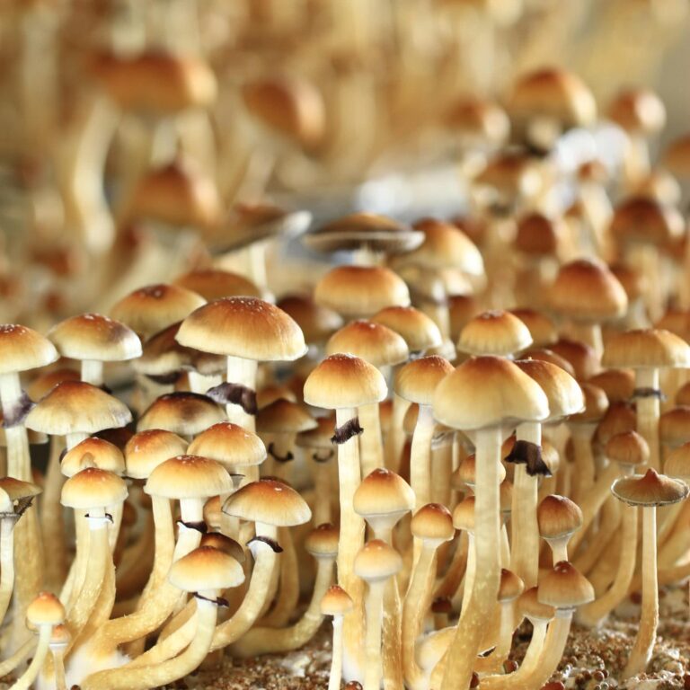 Cogumelos M Gicos Psilocybe Cubensis Comprar P Cubensis