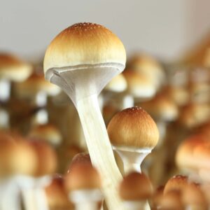 Cogumelos mágicos Psilocybe cubensis 2g