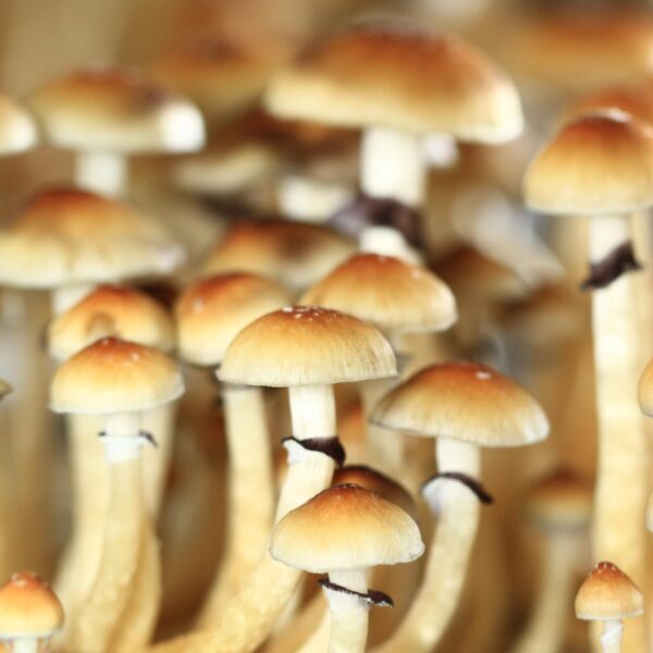 Cogumelos mágicos Psilocybe cubensis 10g