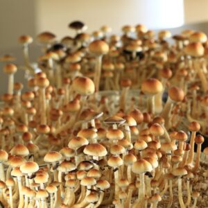 Cogumelos mágicos Psilocybe cubensis atacado 1kg