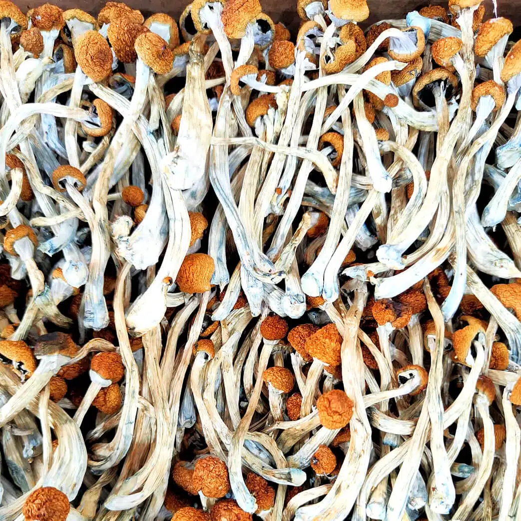 Cogumelo shitake desidratado 10g (a vácuo)