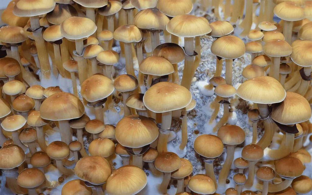 Cogumelo camboja em produção massiva de cogumelos mágicos.