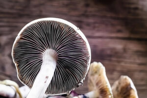 Cogumelos mágicos são ilegais? Por dentro da lei no Brasil