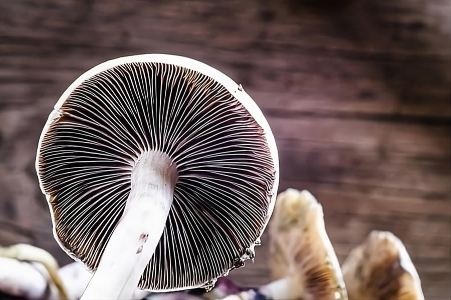 Cogumelos mágicos são legais no Brasil. 