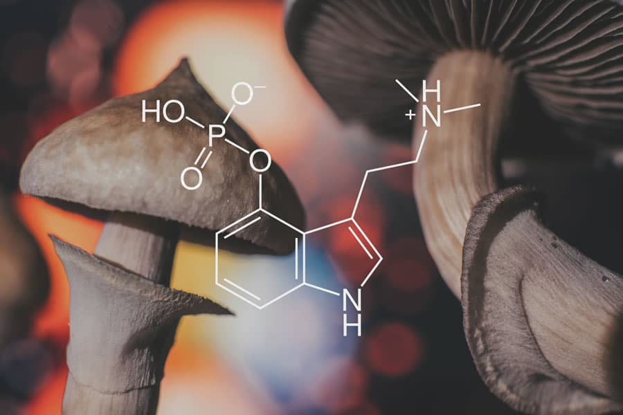 Cogumelos mágicos Psilocybe cubensis e a molécula da psilocibina