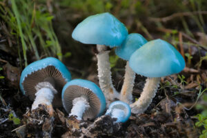 Cogumelos azuis: conheça 5 tipos além dos Psilocybe cubensis